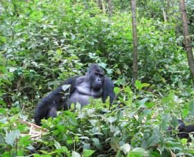 Grauer's gorilla. Photo credit: Stuart Nixon