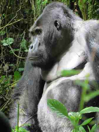 Grauer's gorilla Photo credit: Stuart Nixon