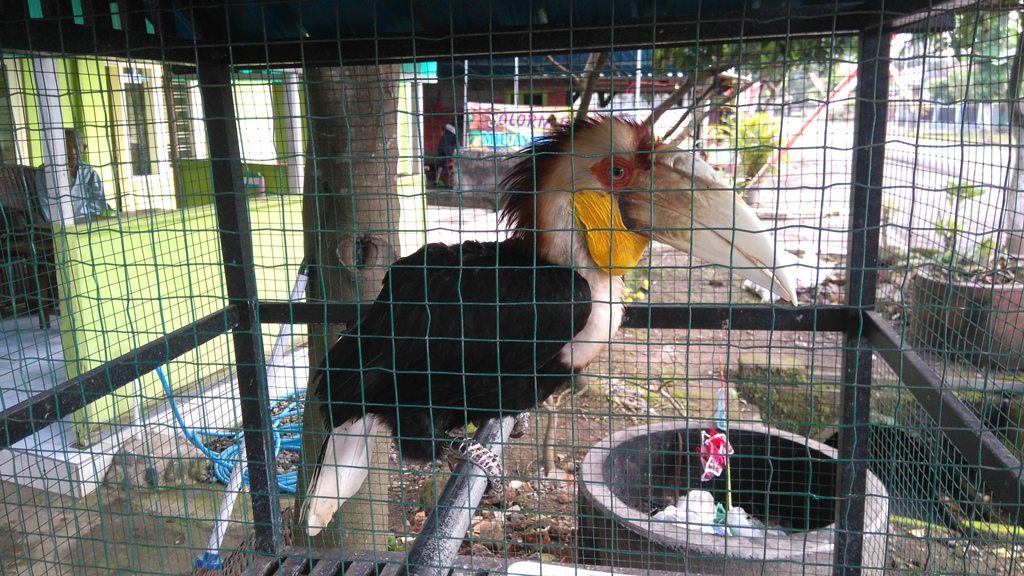 Wreathed hornbill being kept as a pet