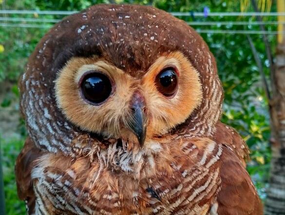 Bawean Island owl