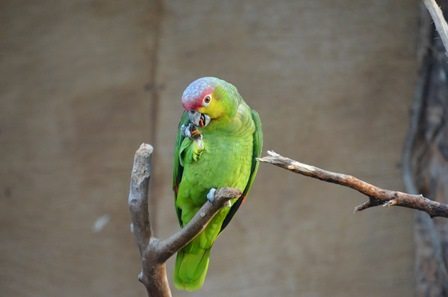 Ecuador amazon parrot