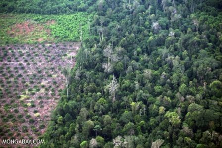  Deforestation for oil palm development. Photo credit: Mongabay.com