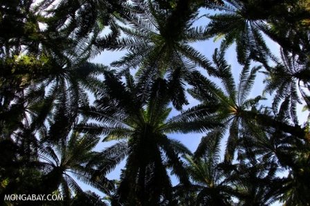 Canopy of an oil palm plantation. Photo credit: Mongabay.com