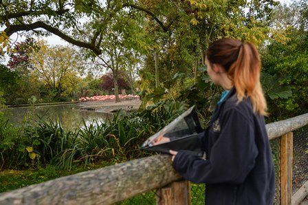 Chester Zoo staff member observing animal behaviour