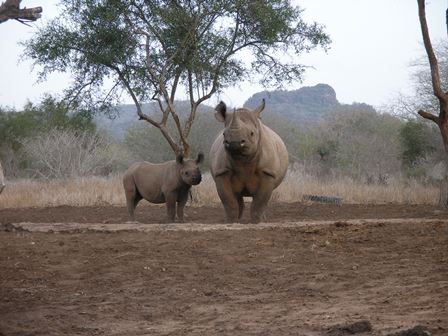 Black rhino with calf in the wild