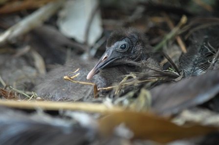 Northern bald ibis chick at Chester Zoo