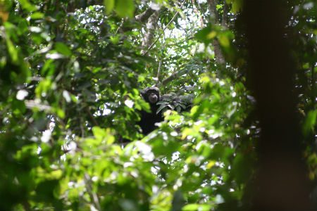 Chimpanzee in the foliage. Photo credit: João Torres
