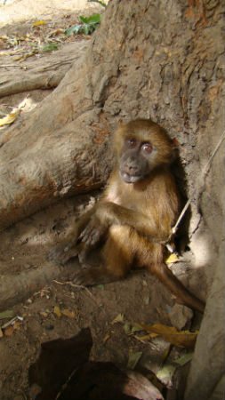 Young baboon tethered to tree. Photo credit: Maria da Silva
