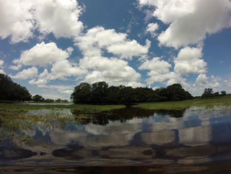 The flooded plains of the Pantanal. Photo credit: Arnaud Desbiez 