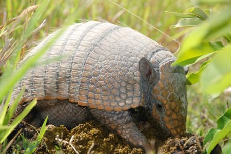 Six banded armadillo foraging in cattle dung. Photo credit: Arnaud Desbiez