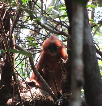Red langur in the wild. photo credit: David Ehlers Smith