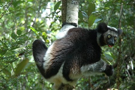 Indri lemur