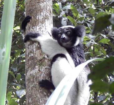 Indri indri in the wild