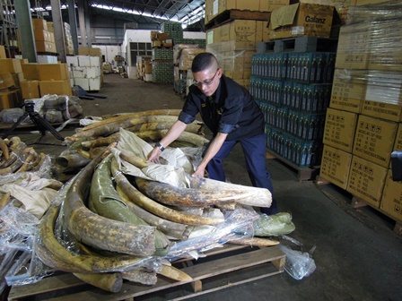 Ivory seized in Malaysia. Photo credit: TRAFFIC