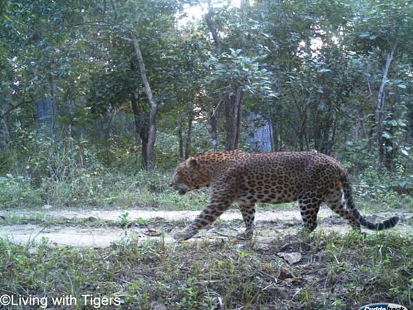 Leopard in Nepali