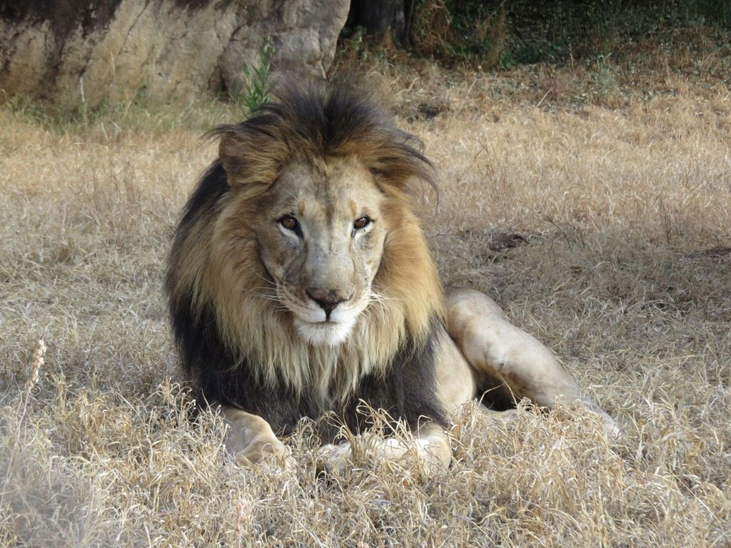 Lion lying down on grass