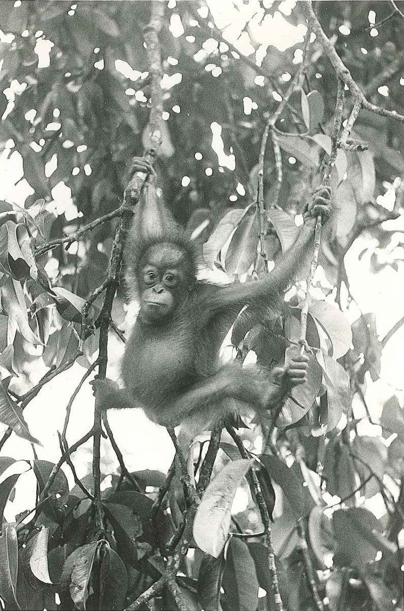 Black and white image of Martha the Bornean orangutan at 18 months old