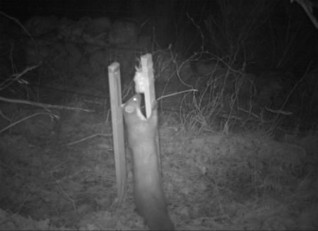 One of the many pine marten photos. Photo credit: Scottish Wildcat Action