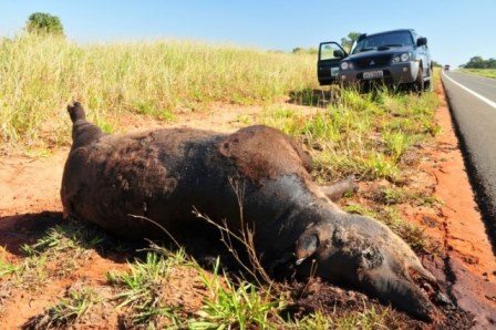 One of the six road kill tapirs. Photo credit: Lowland Tapir Conservation Initiative