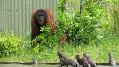 Puluh - Sumatran orangutan at Chester Zoo