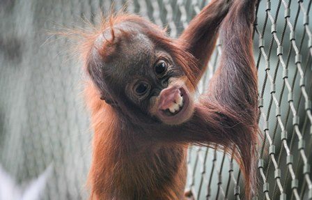 Orangutan showing teeth
