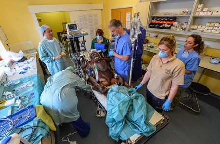 Chester Zoo orangutan undergoing a sinus operation last year