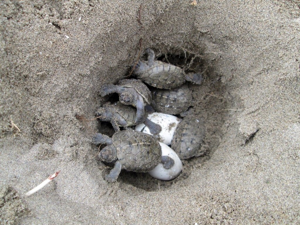Painted terrapins hatching on the beach in Sumatra