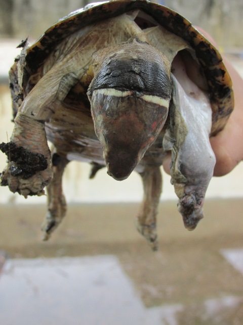 One of many seriously injured turtles. Credit: Katala Foundation