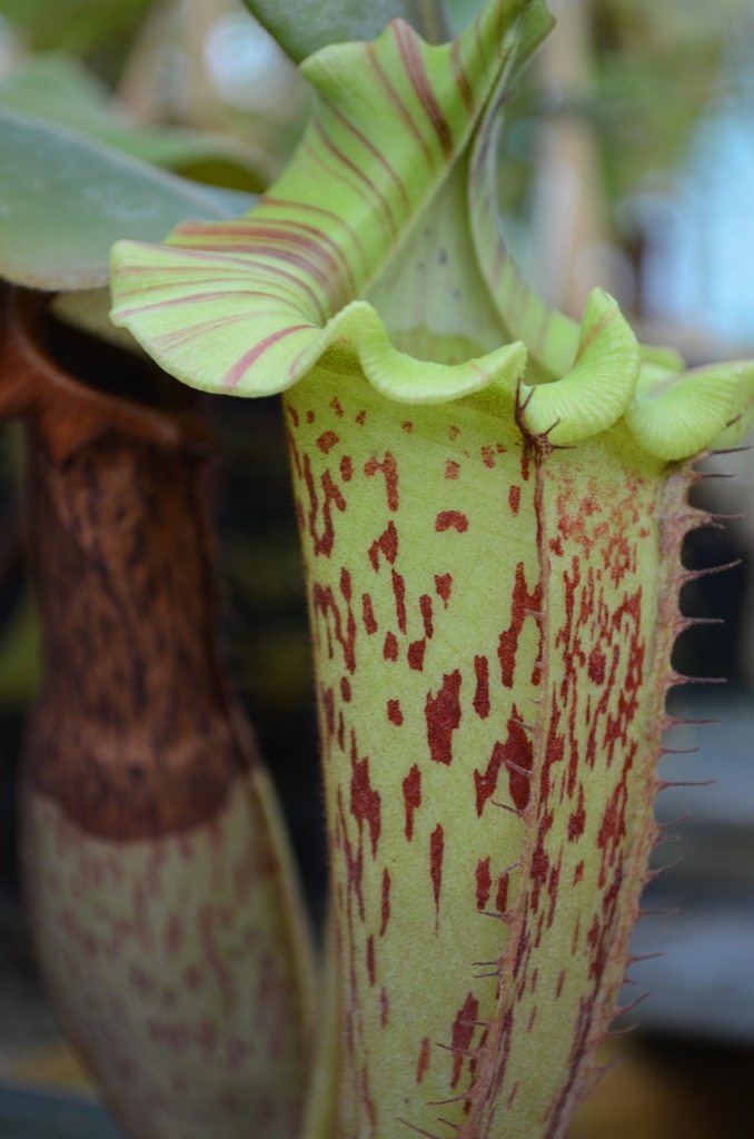 pitcher-plant-16-small