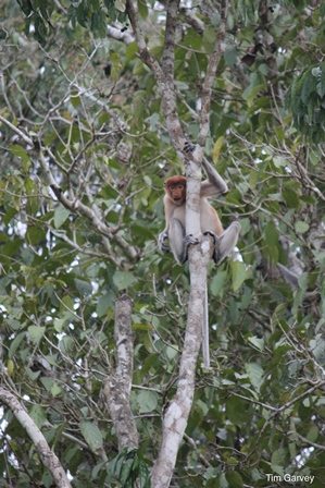 Proboscis monkey in tree
