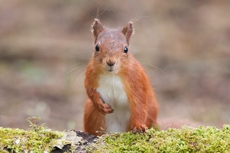 Red squirrel. Photo credit: Sam Rowley Photography
