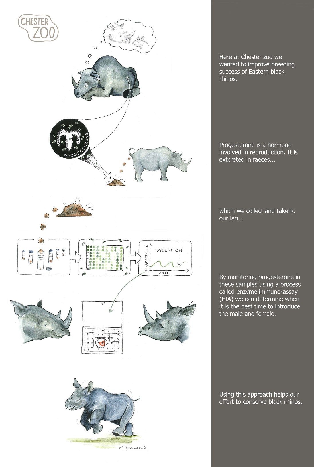 Rhino breeding illustration