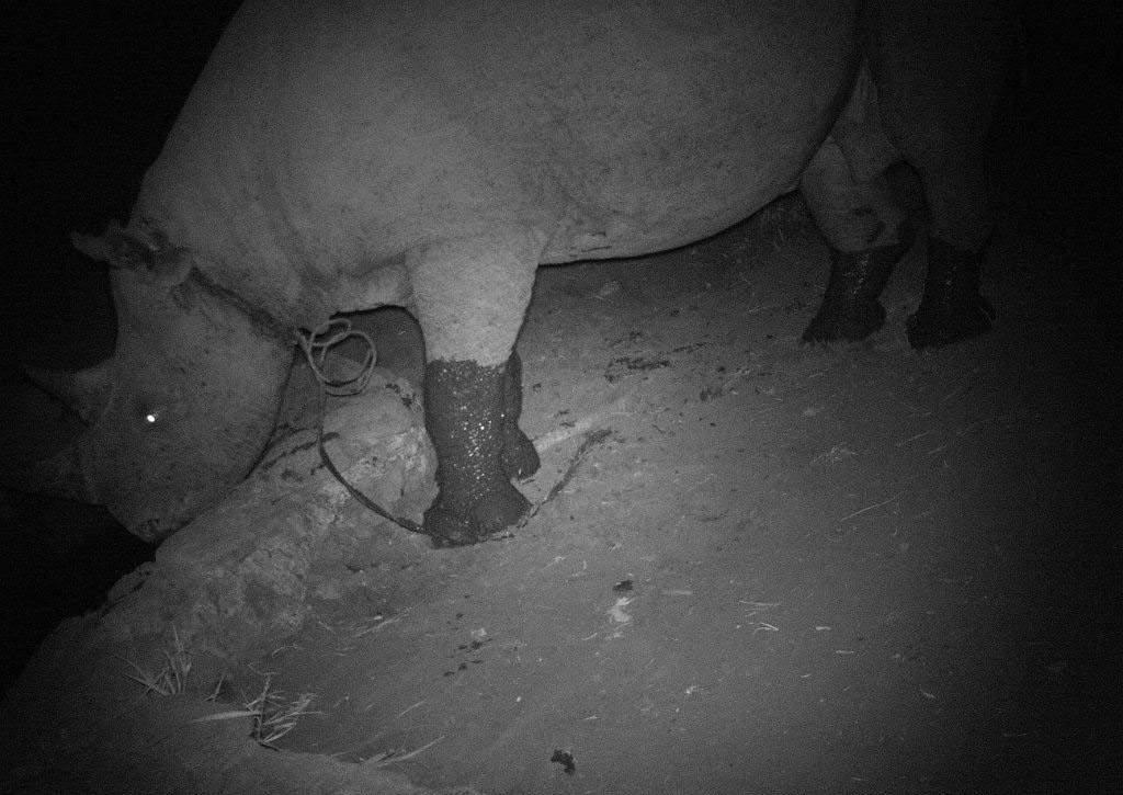 Black rhino caught in a snare