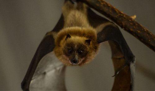 Fruit Bat Forest | Walkthrough