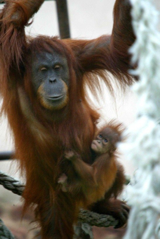 Subis and Bundi - orangutans at Chester Zoo