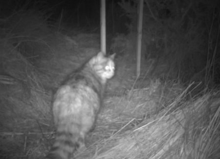 Tabby with fat tail & blotches rather than stripes. Photo credit: Scottish Wildcat Action