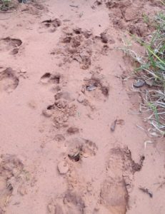 Tapir footprints. Photo credit: Lowland Tapir Conservation Initiative 