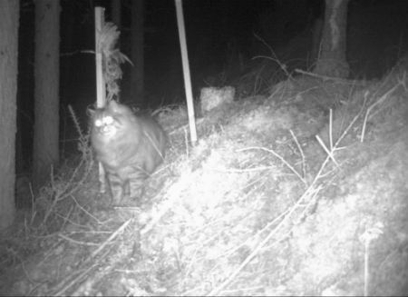 The ‘maned' cat, nicknamed Lionel by staff. Photo credit: Scottish Wildcat Action
