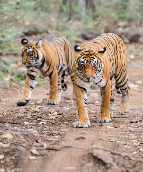 Tigers in the wild