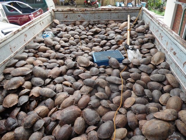 Over 4,000 turtles were confiscated from a convoy in Palawan. Credit: Katala Foundation