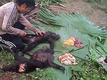 Two Sulawesi black macaques butchered for bush meat reported to TRAFFIC via Wildlife Witness app
