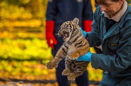 Chester Zoo vet nurse, Alison Kelsall, takes a cub to have its first health check up
