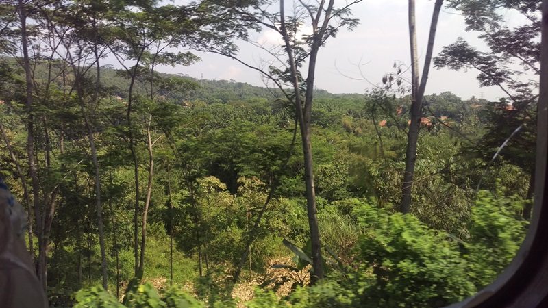 View of the rainforest from the train