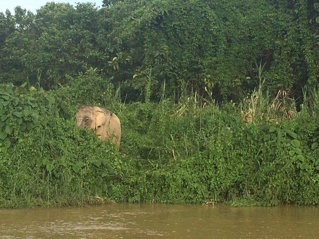 Wild Asian elephant in Borneo