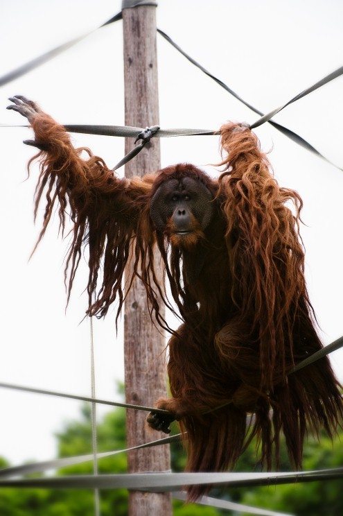 Orangutan at Chestser Zoo