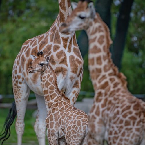 Giraffe calf and mum