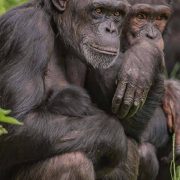 Chimpanzee's at Chester Zoo chimpanzee habitat
