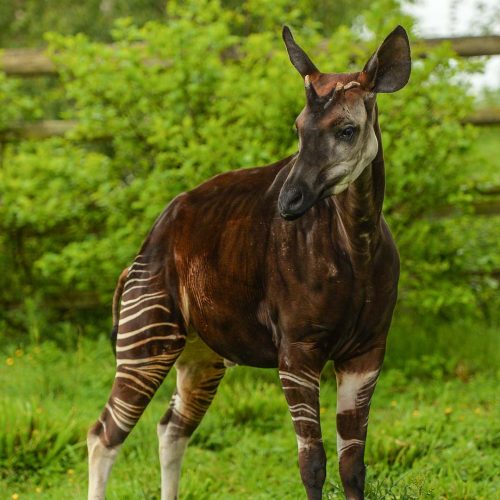Okapi | Chester Zoo