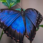 Blue Morpho Butterfly | Chester Zoo