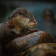 Baby Asian Short Claw Otter | Chester Zoo